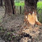 Deux castors dérangent Ernage dans sa lutte contre les inondations