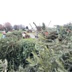 Walhain : la collecte des sapins a débuté