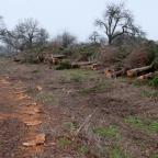 Près de 100 arbres abattus par la Commune de Chastre, sans autorisation