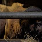 Bien-être animal en Wallonie : des mesures concrètes contre la maltraitance