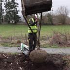 La drève de Walhain accueille ses nouveaux tilleuls