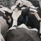 Méthane et filière laitière : une journée de rencontres à Gembloux Agro-Bio Tech