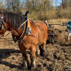 Grand-Leez : un cheval ardennais à l’écochantier participatif de la phragmitaie