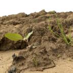 Agriculture : la Wallonie se dote d'un nouveau plan "réaliste" contre l'érosion des sols