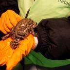 Reproduction des batraciens : Natagora en opération sauvetage à Grand-Leez
