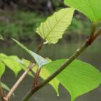 Espèces invasives : de nouvelles plantes interdites à la vente et à la culture