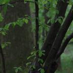 Le "Forest Day 2026" à l'Espace Senghor le 20 mars