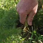 Walhain : quelques astuces pour bien s’occuper de son potager au début du printemps