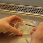 Gembloux : "Aquabio", un nouvelle solution pour lutter contre le mildiou