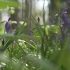 Arrivée des jacinthes au Bois de Buis