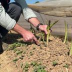 Thorembais : la saison de l'asperge verte est lancée en Wallonie