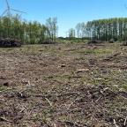 Perwez : une coupe à blanc de 9 hectares de peupliers fait réagir Natagora