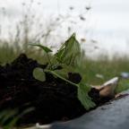 À Tourinnes-Saint-Lambert, des potirons redonnent vie au cimetière