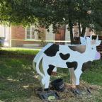 Ferme en ville : comment les animaux supportent-ils la chaleur ?