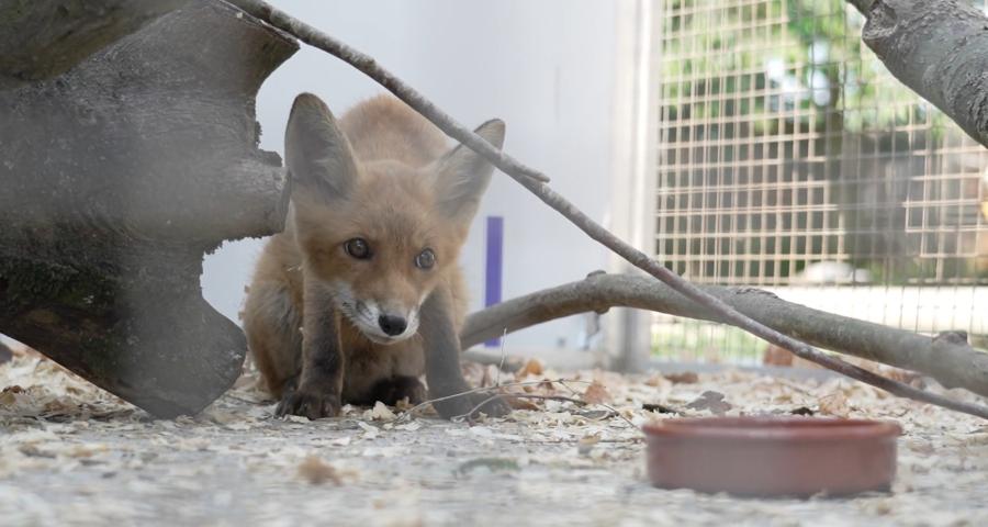 Hausse du nombre d'animaux blessés au CREAVES de Perwez