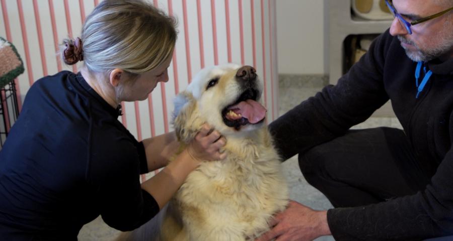 Chiens et chats ont aussi droit à leur ostéopathe dans la région de Gembloux