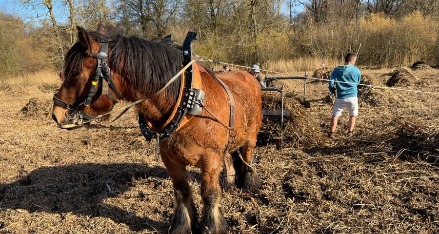 Grand-Leez : un cheval ardennais à l’écochantier participatif de la phragmitaie