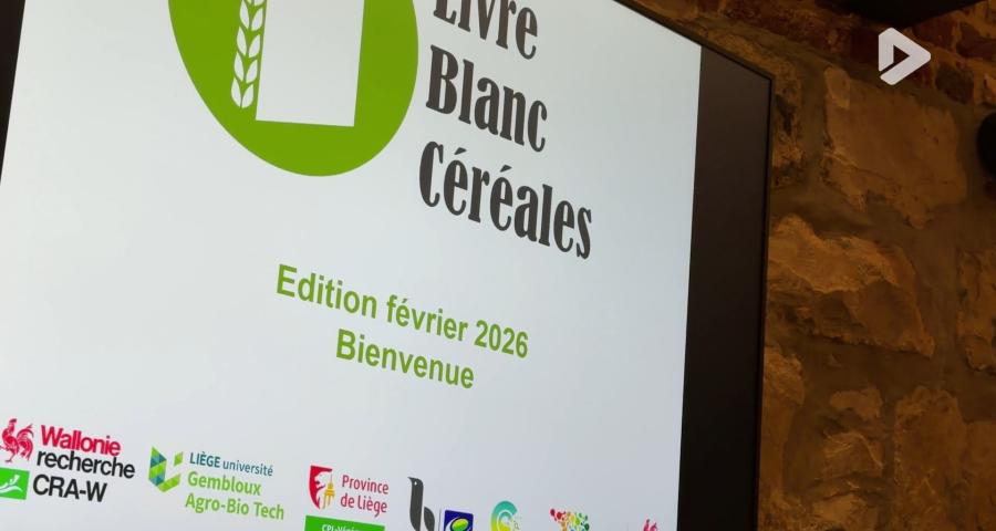Livre blanc des céréales : retour à la normale pour les récoltes en 2025