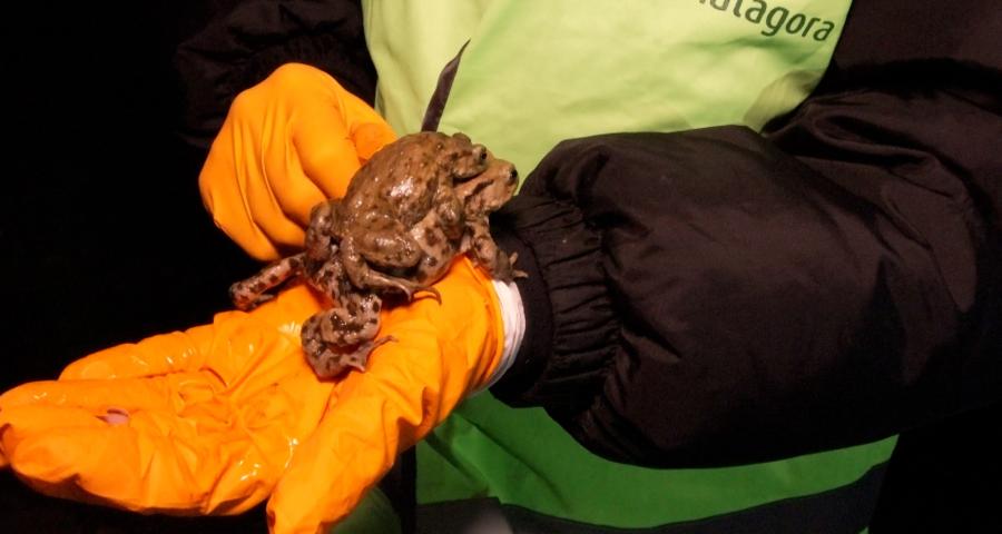 Reproduction des batraciens : Natagora en opération sauvetage à Grand-Leez