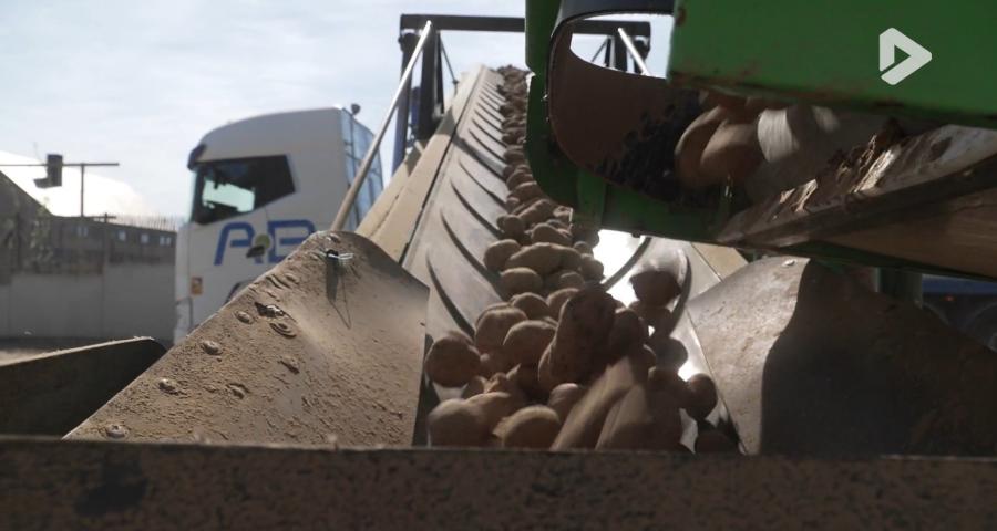 Le secteur belge de la pomme de terre industrielle en crise