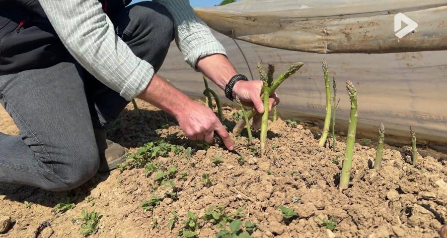 Thorembais : la saison de l'asperge verte est lancée en Wallonie