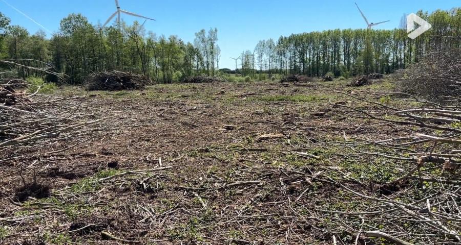 Perwez : une coupe à blanc de 9 hectares de peupliers fait réagir Natagora