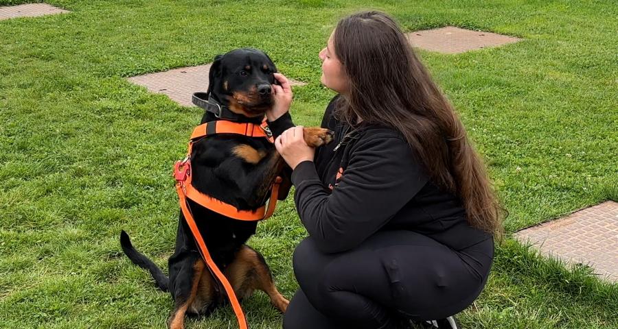 Sans Collier : une guinguette pour mieux comprendre les besoins des chiens