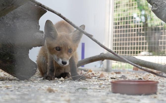 Hausse du nombre d'animaux blessés au CREAVES de Perwez