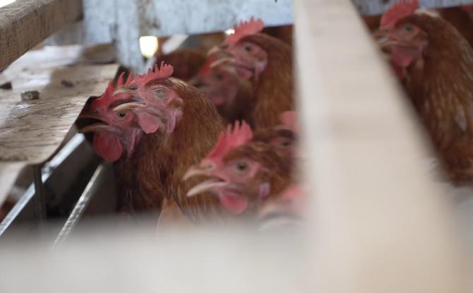 La grippe aviaire H5 confirmée dans un élevage de volailles à Grand-Leez