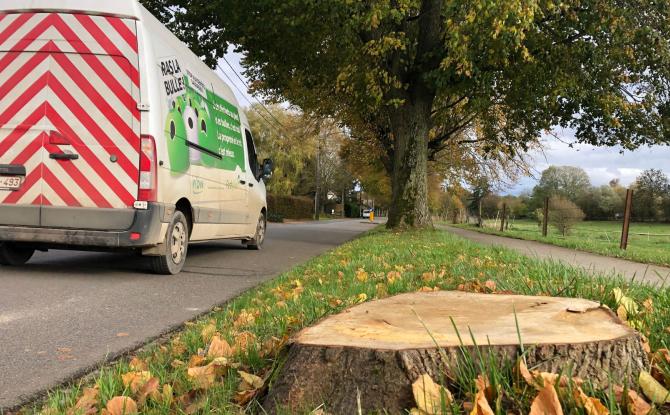 38 tilleuls de la Drève Chèvequeue à Walhain abattus avant le printemps