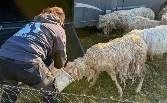 Beauraing : le Rêve d'Aby intervient pour sauver des moutons