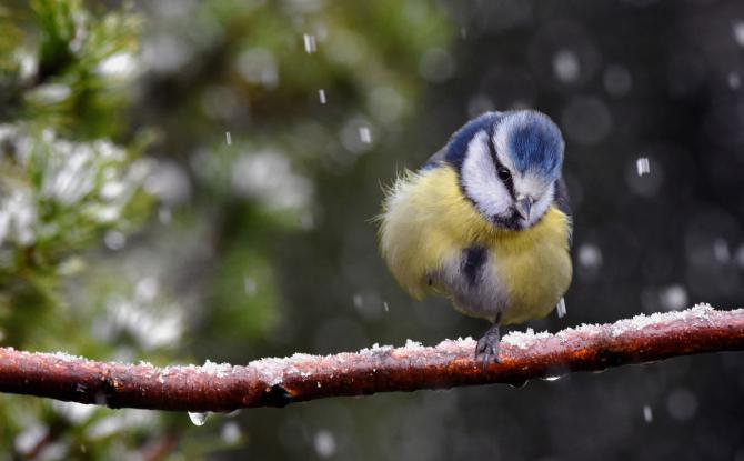 Natagora : plus de 10.000 participants au recensement des oiseaux