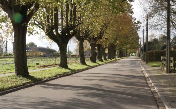 Plus de 50 tilleuls replantés à la drève Chèvequeue de Walhain