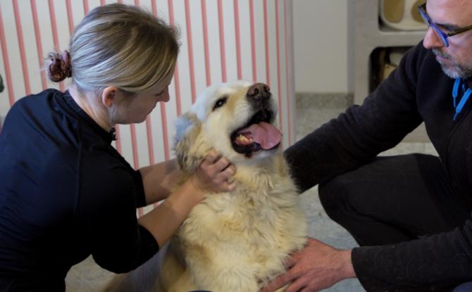 Chiens et chats ont aussi droit à leur ostéopathe dans la région de Gembloux