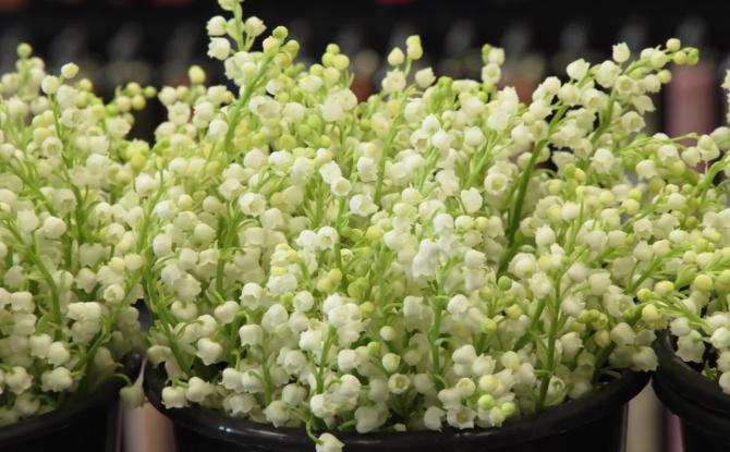 Muguet du 1er mai : un défi logistique pour les fleuristes