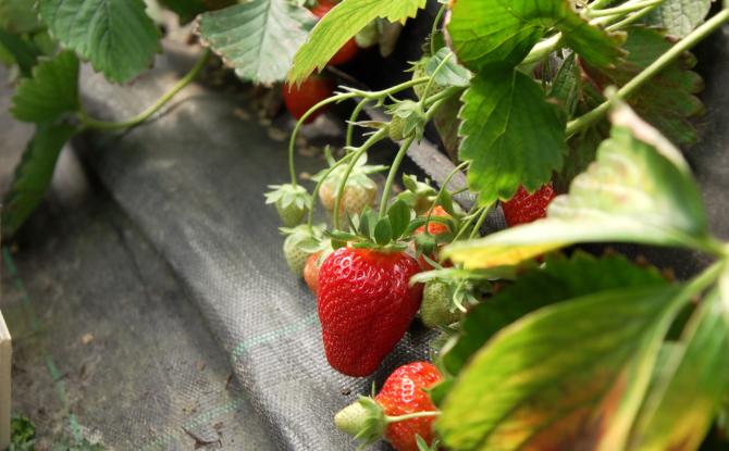 Bien sucrées, les fraises sont arrivées en avance cette année