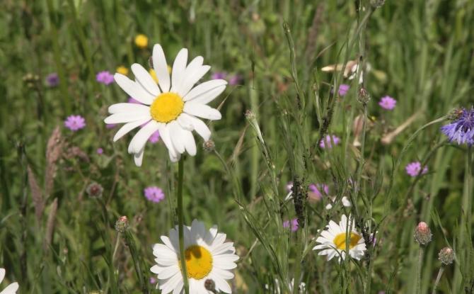 Pollens : le bouleau, c'est fini, place aux graminées