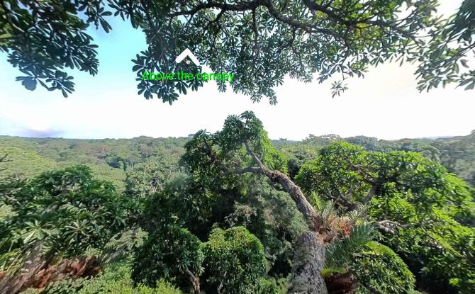 Gembloux Agro-Bio Tech : une immersion virtuelle au coeur des arbres monumentaux