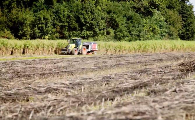 Le chanvre révèle son pouvoir de dépollution des sols