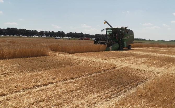 Sous la canicule, les moissons de céréales débutent en avance