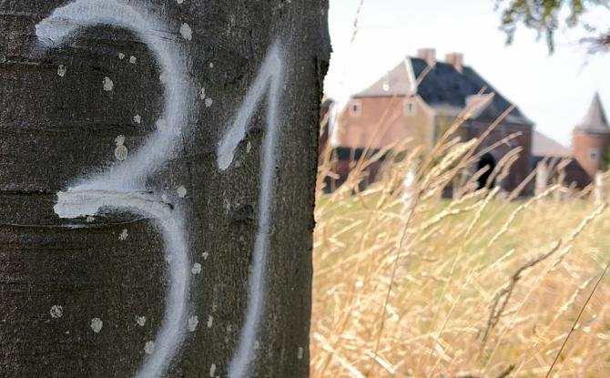 Lonzée : certains arbres de la drève de l'Abbaye seront abattus et remplacés