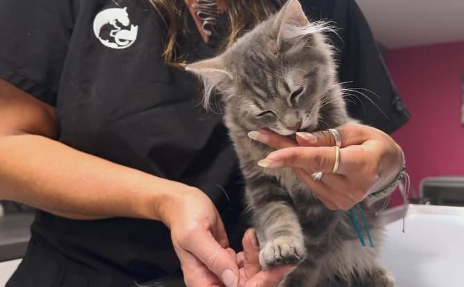 Une gelée aromatisée pour mieux "faire passer la pilule" à votre chat