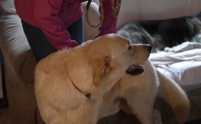 Gembloux : les chiens à la crèche