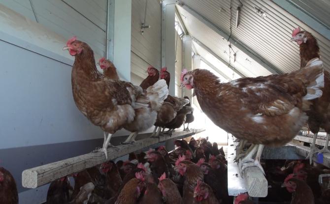 Grippe aviaire à Grand-Leez : l'AFSCA euthanasie l'élevage et établit une zone de protection