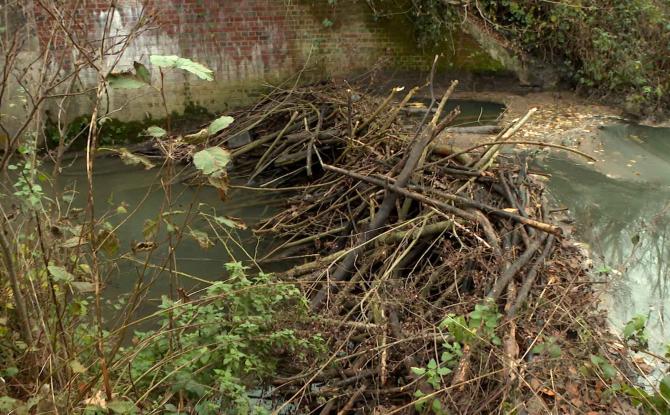 Chastre : les castors et les pêcheurs cherchent à cohabiter