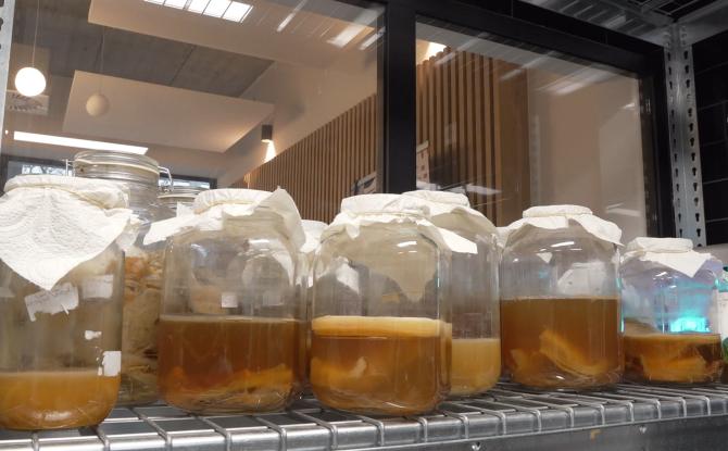 Le kombucha, une boisson en plein essor