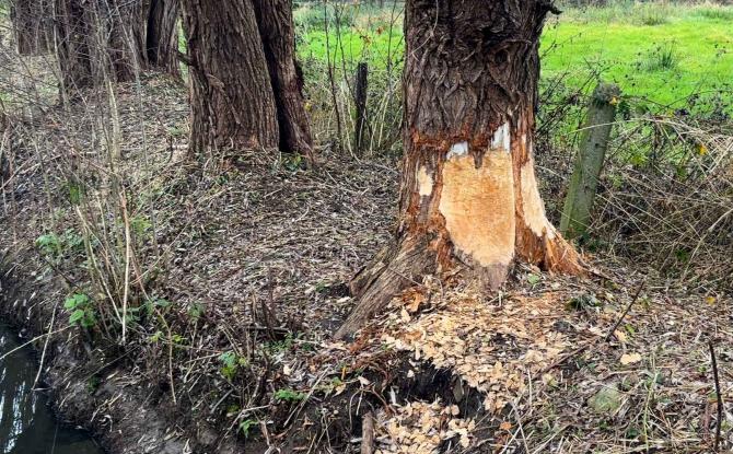 Deux castors dérangent Ernage dans sa lutte contre les inondations