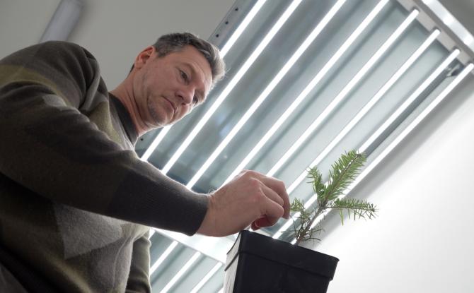 Gembloux Agro Bio-Tech teste des huiles essentielles pour favoriser la croissance des sapins de Noël
