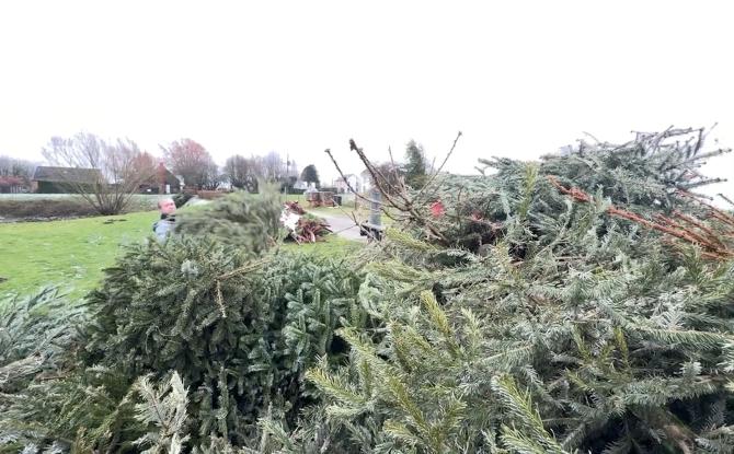 Walhain : la collecte des sapins a débuté
