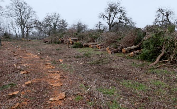 Près de 100 arbres abattus par la Commune de Chastre, sans autorisation